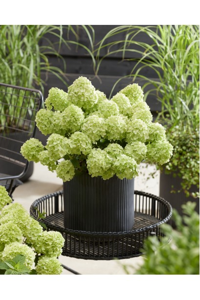  Гортензія волотиста `Петіт Чері`